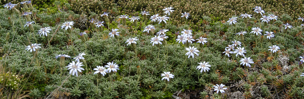 FALKLAND LAVENDER Perezia recurvata